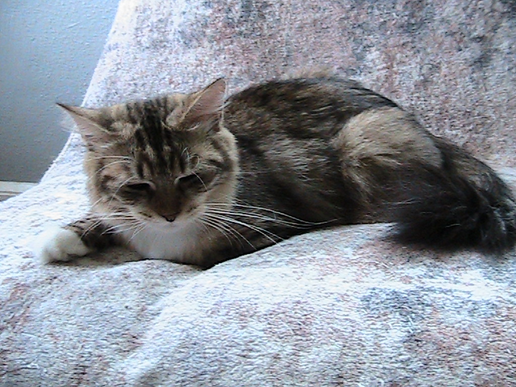 Liora Siberian photo 4