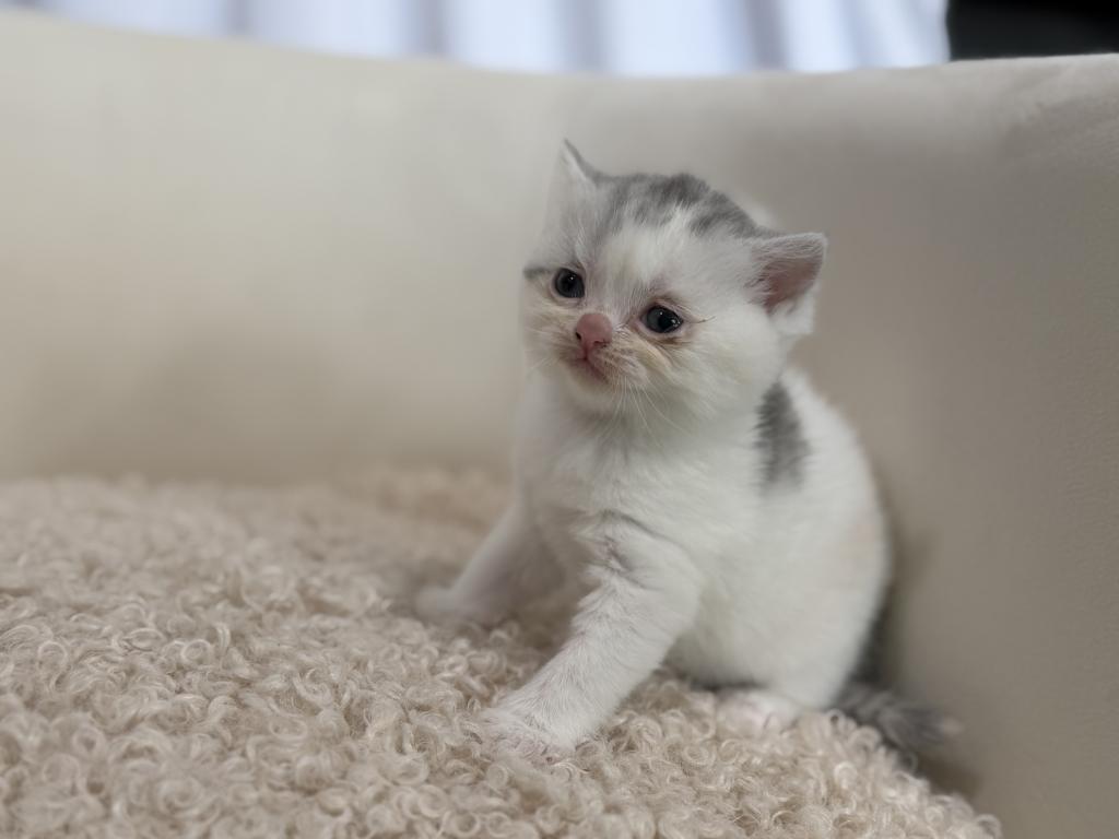 Scottish Straight Dilute Calico Girl photo 40