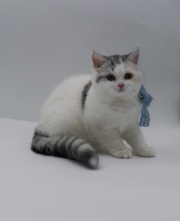 Scottish Straight Dilute Calico Girl