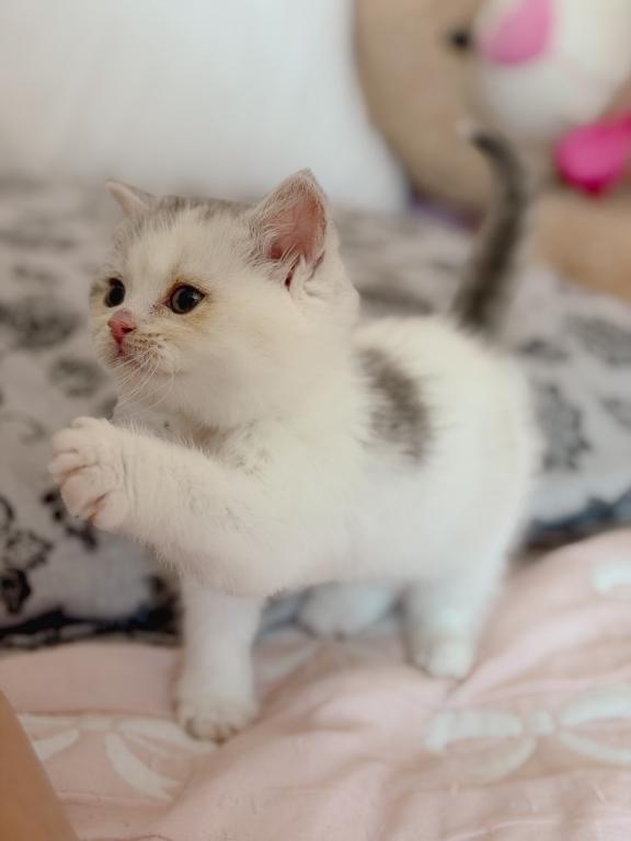 Scottish Straight Dilute Calico Girl photo 30