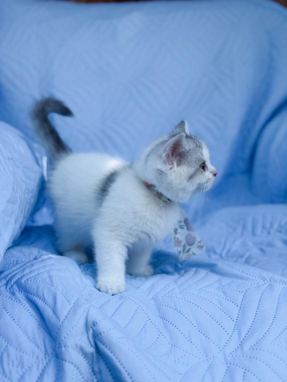 Scottish Straight Dilute Calico Girl photo 20