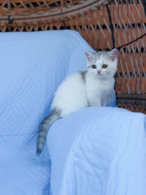 Scottish Straight Dilute Calico Girl photo 23