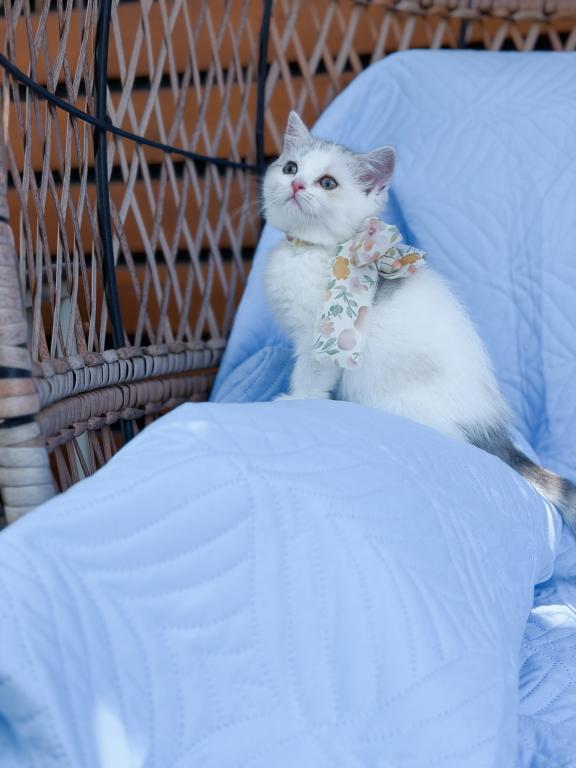 Scottish Straight Dilute Calico Girl photo 17