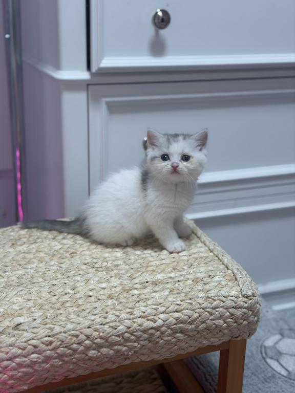 Scottish Straight Dilute Calico Girl photo 32