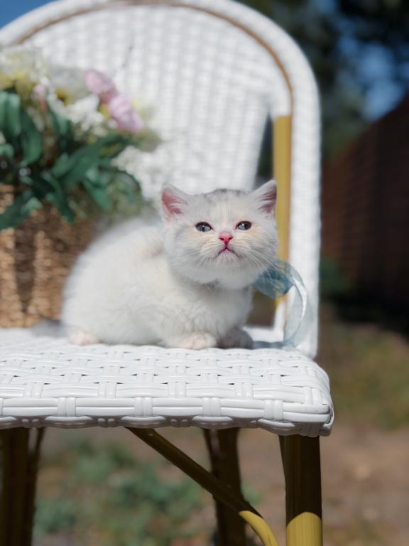 Scottish Straight Dilute Calico Girl photo 28
