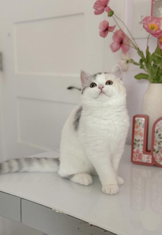 Scottish Straight Dilute Calico Girl photo 5