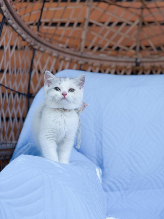 Scottish Straight Dilute Calico Girl photo 22
