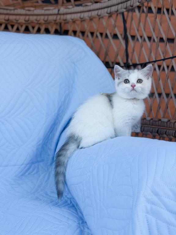 Scottish Straight Dilute Calico Girl photo 19