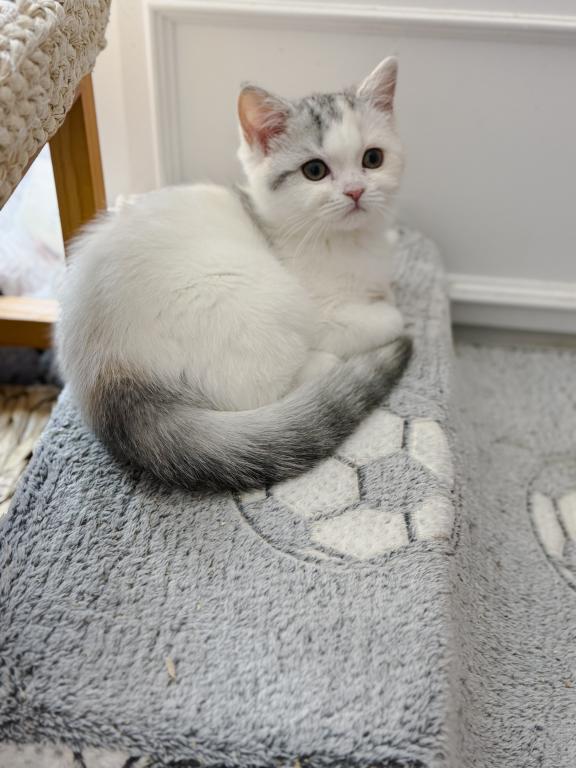 Scottish Straight Dilute Calico Girl photo 12