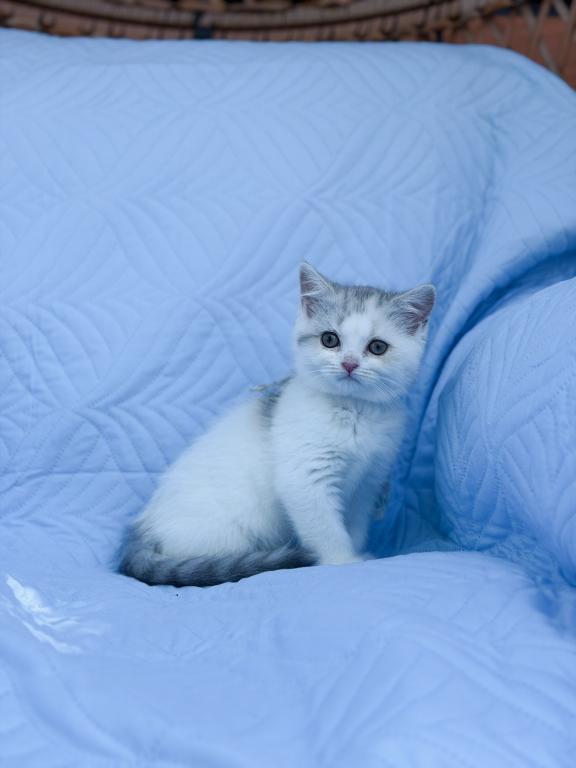 Scottish Straight Dilute Calico Girl photo 24