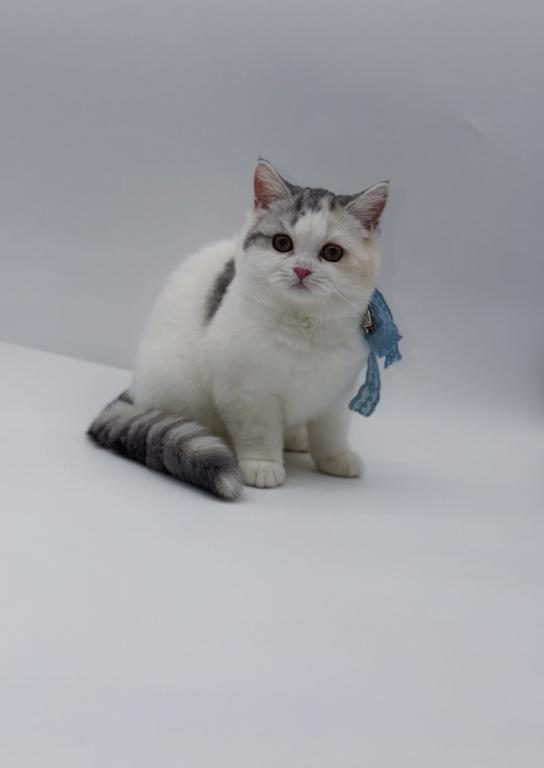 Scottish Straight Dilute Calico Girl photo 2