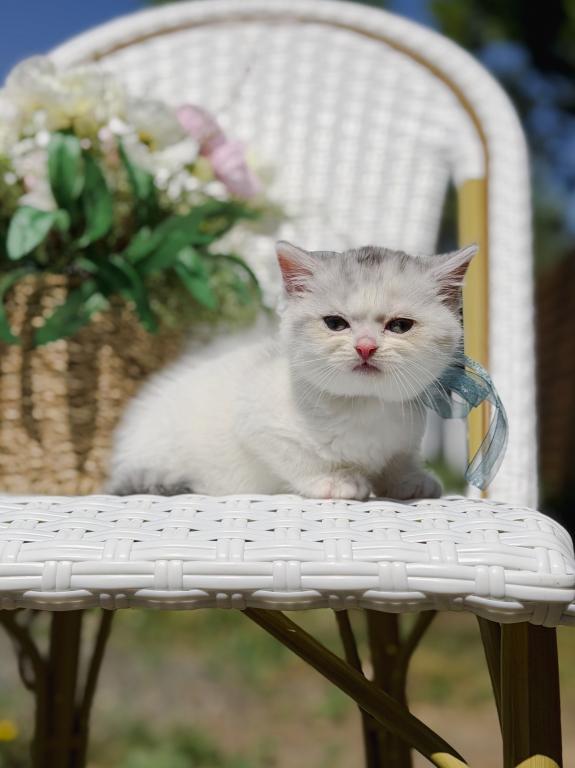 Scottish Straight Dilute Calico Girl photo 27