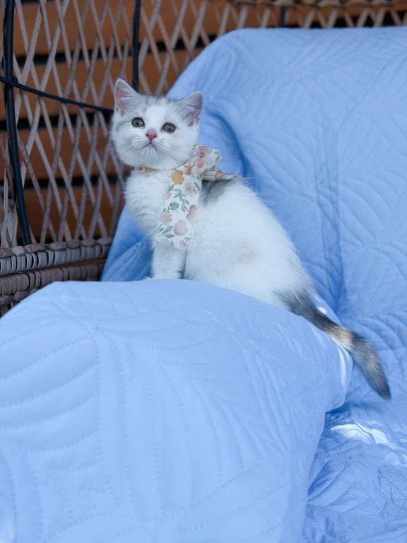 Scottish Straight Dilute Calico Girl photo 18