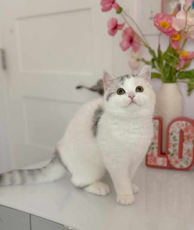 Scottish Straight Dilute Calico Girl photo 3