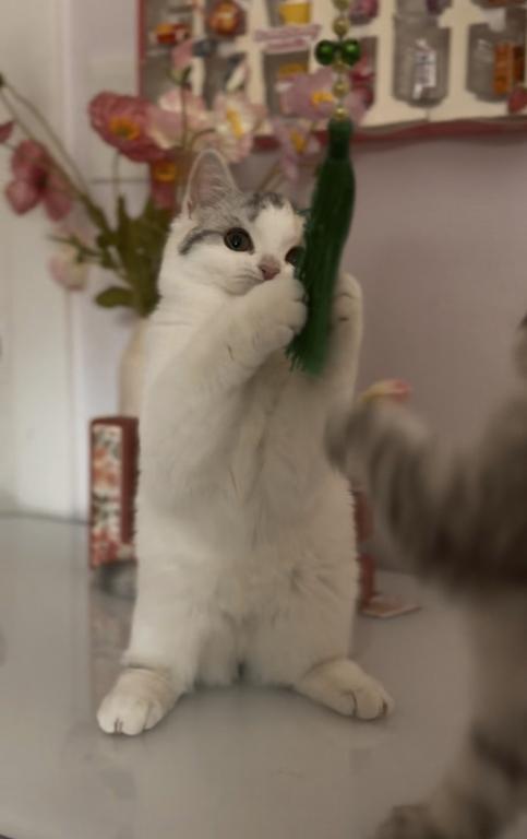 Scottish Straight Dilute Calico Girl photo 9