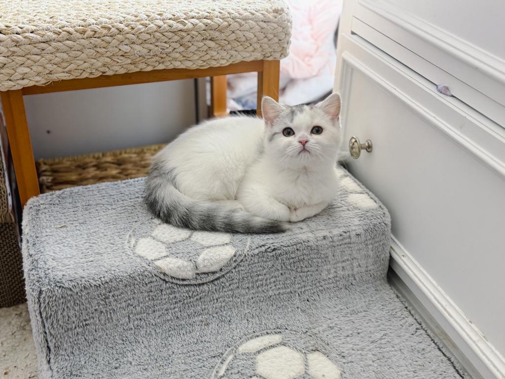 Scottish Straight Dilute Calico Girl photo 13