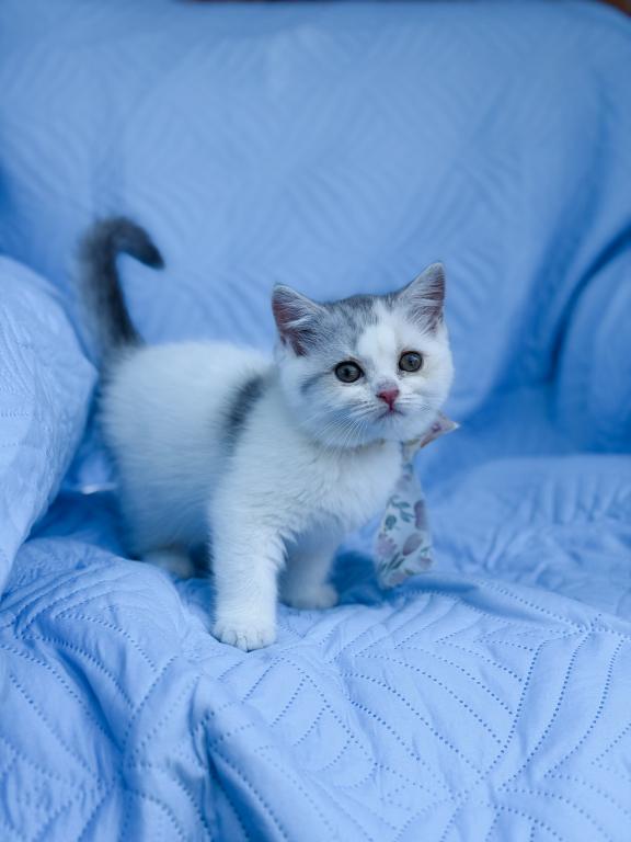 Scottish Straight Dilute Calico Girl photo 16