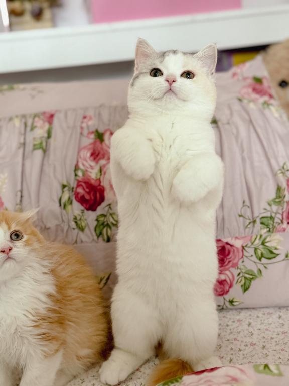 Scottish Straight Dilute Calico Girl photo 10
