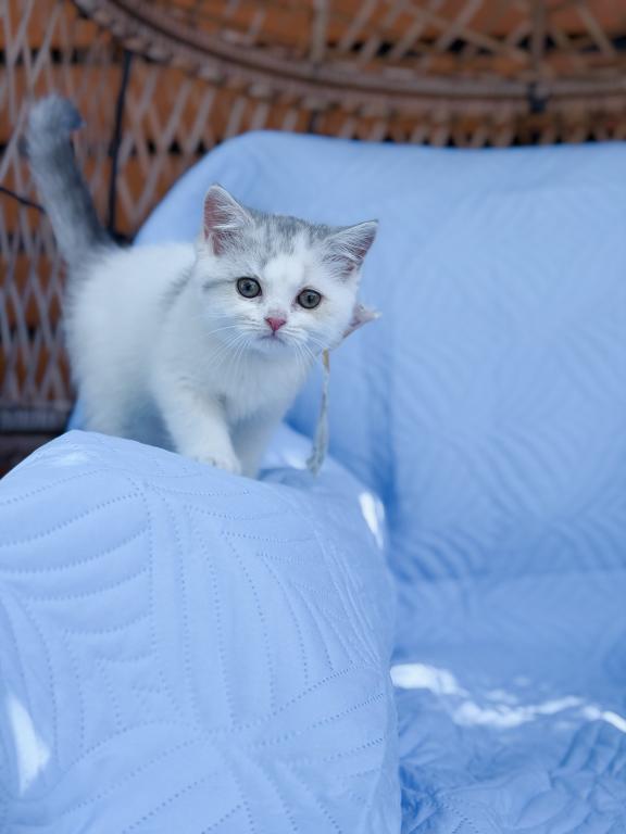 Scottish Straight Dilute Calico Girl photo 21