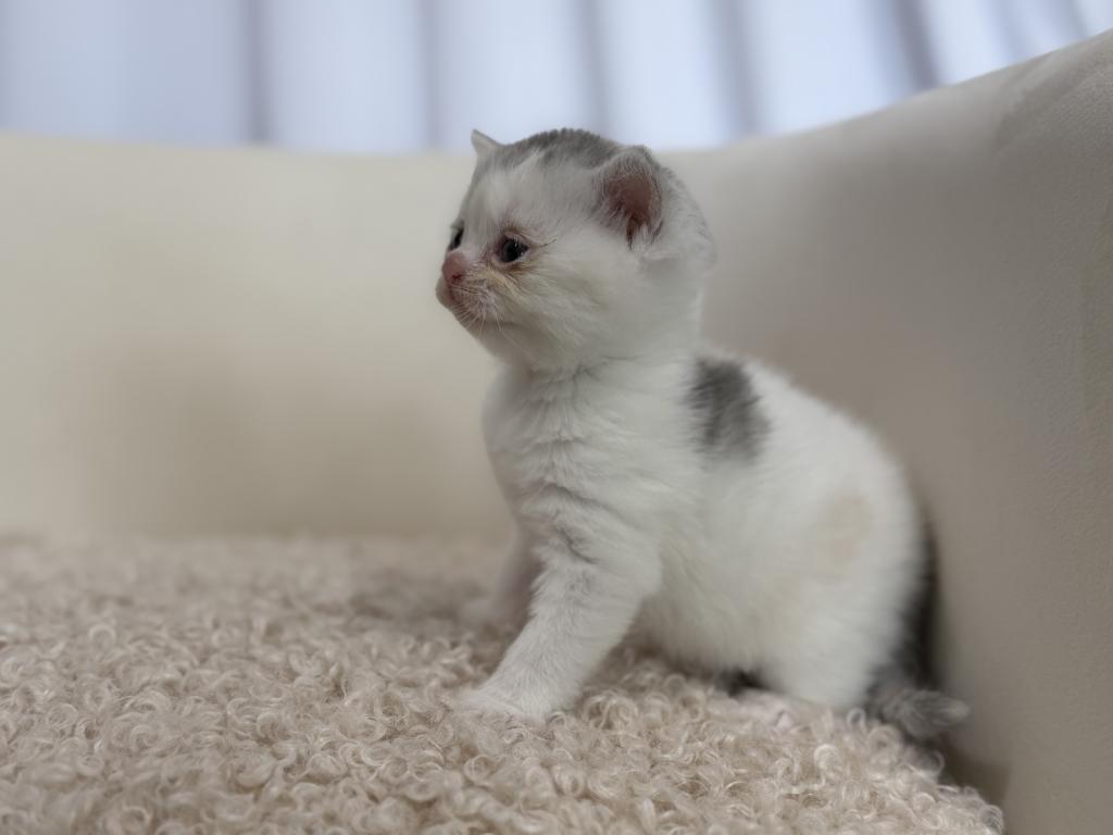 Scottish Straight Dilute Calico Girl photo 39