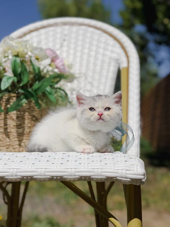 Scottish Straight Dilute Calico Girl photo 29