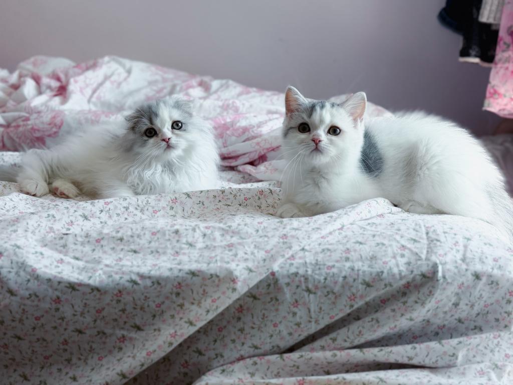 Scottish Straight Dilute Calico Girl photo 14
