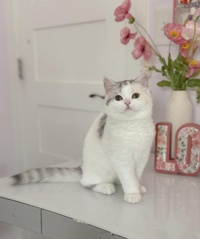 Scottish Straight Dilute Calico Girl photo 7