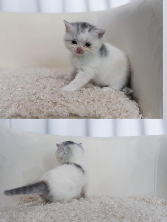 Scottish Straight Dilute Calico Girl photo 41