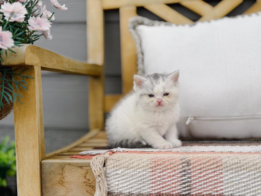 Scottish Straight Dilute Calico Girl photo 34