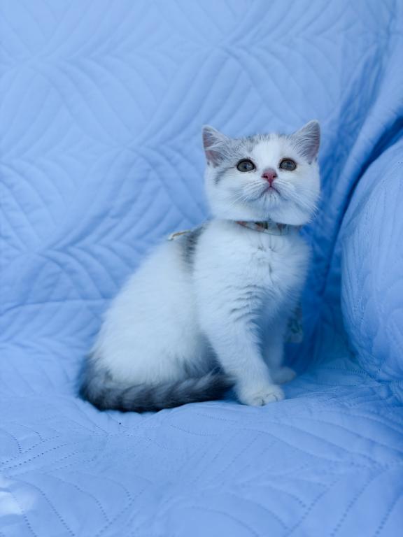 Scottish Straight Dilute Calico Girl photo 25