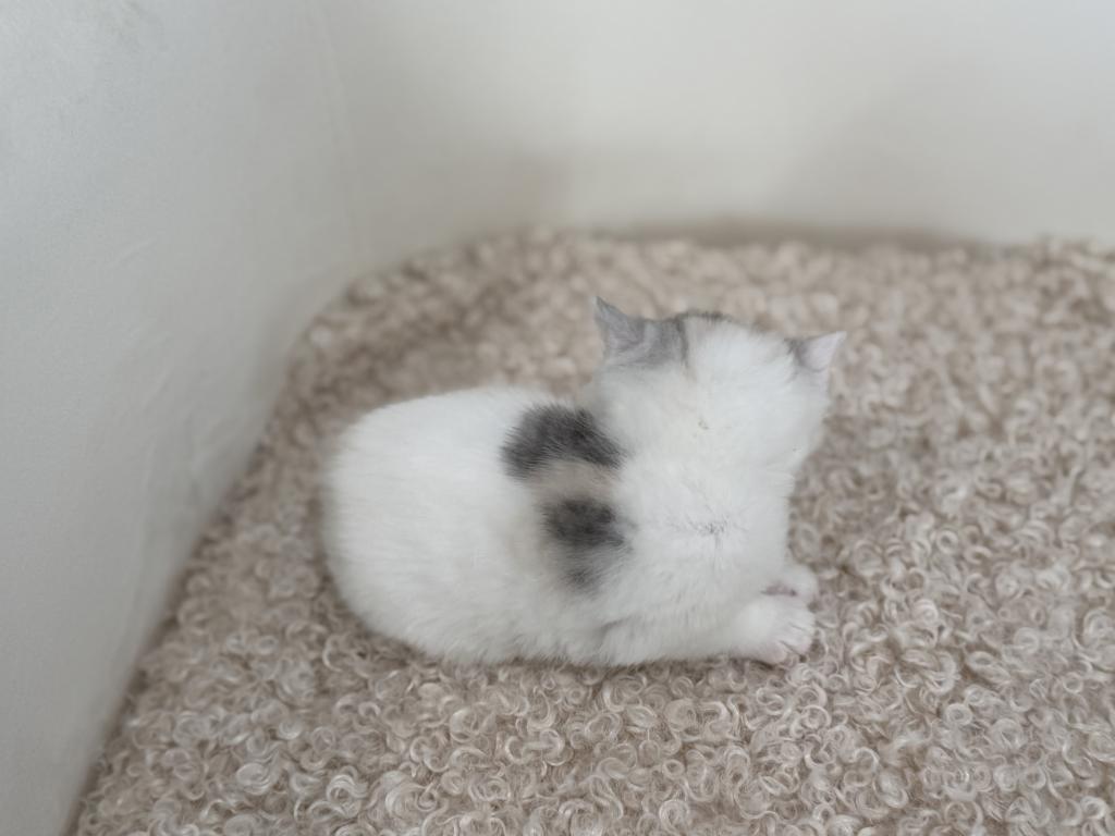 Scottish Straight Dilute Calico Girl photo 37
