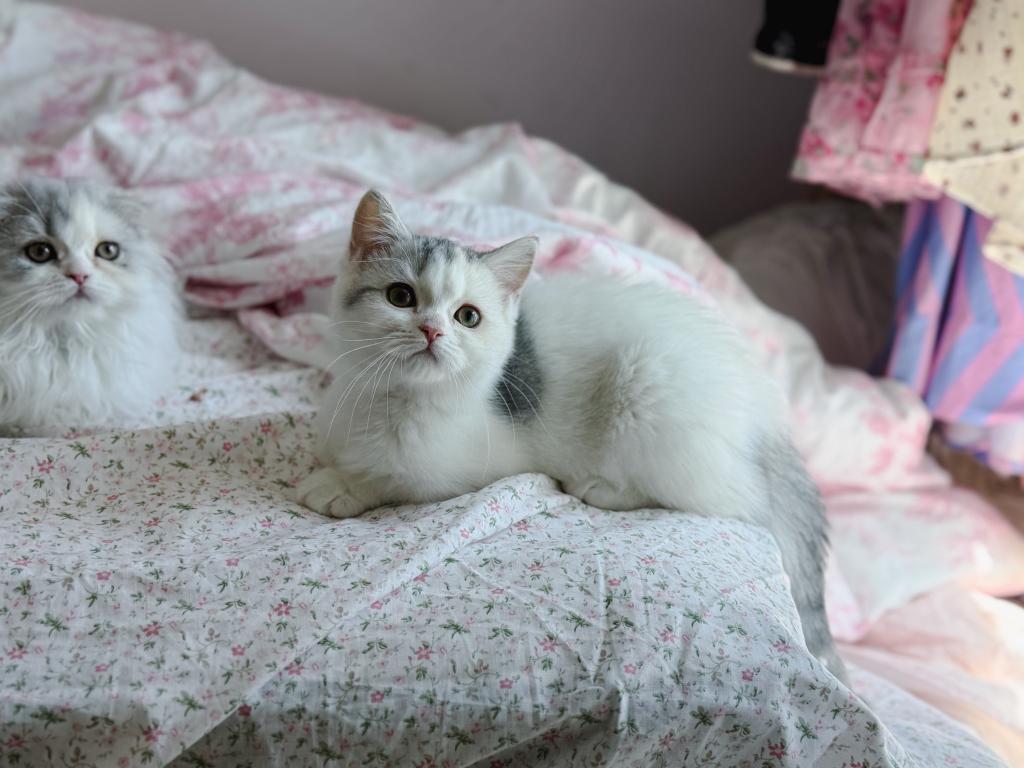 Scottish Straight Dilute Calico Girl photo 15