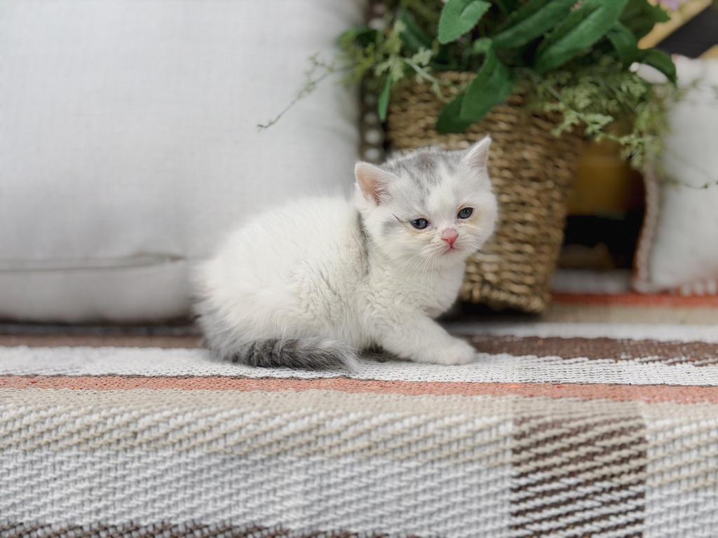 Scottish Straight Dilute Calico Girl photo 35
