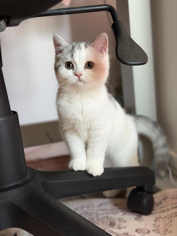 Scottish Straight Dilute Calico Girl photo 11