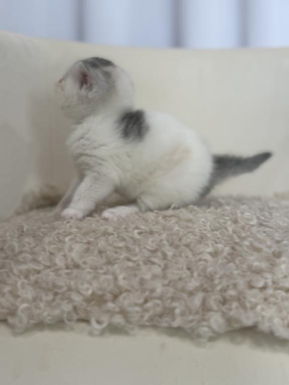 Scottish Straight Dilute Calico Girl photo 38