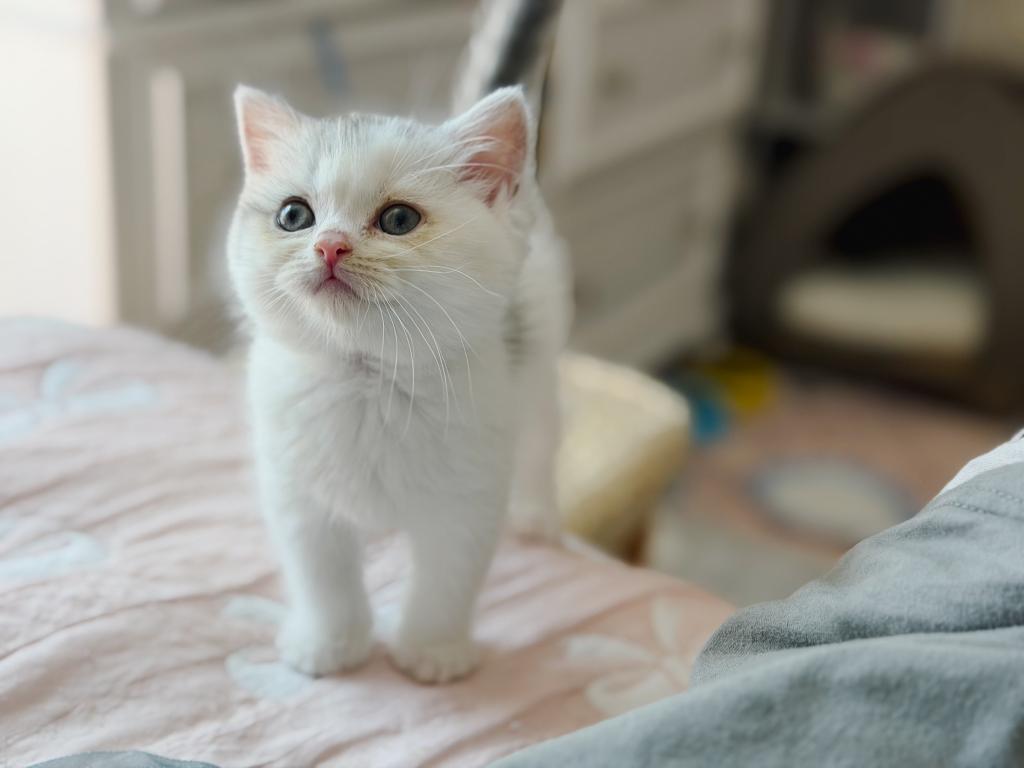 Scottish Straight Dilute Calico Girl photo 26
