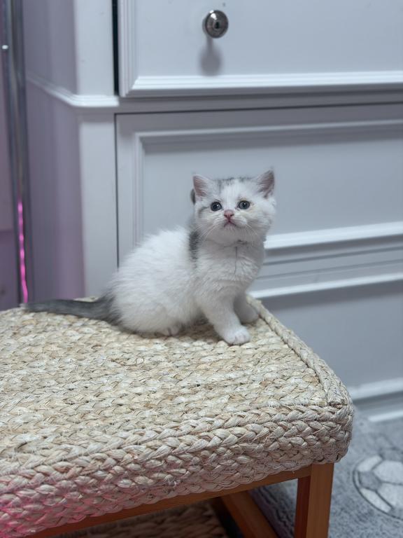 Scottish Straight Dilute Calico Girl photo 33