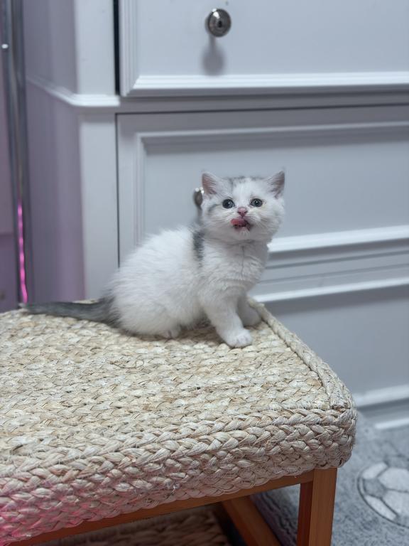 Scottish Straight Dilute Calico Girl photo 31