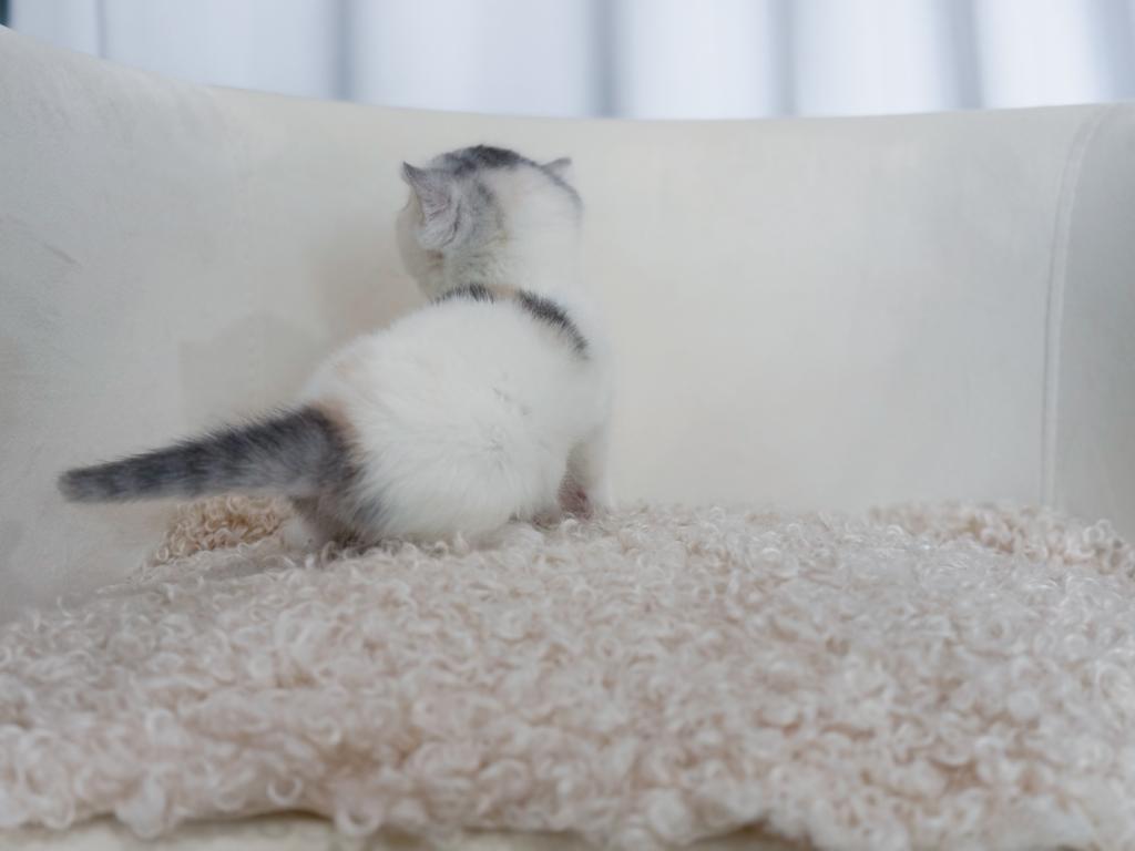 Scottish Straight Dilute Calico Girl photo 36