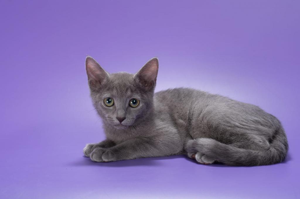 Russian Blue photo 5