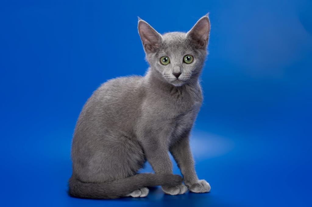 Russian Blue photo 3