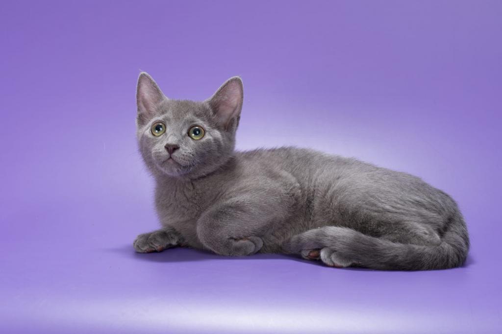 Russian Blue photo 1