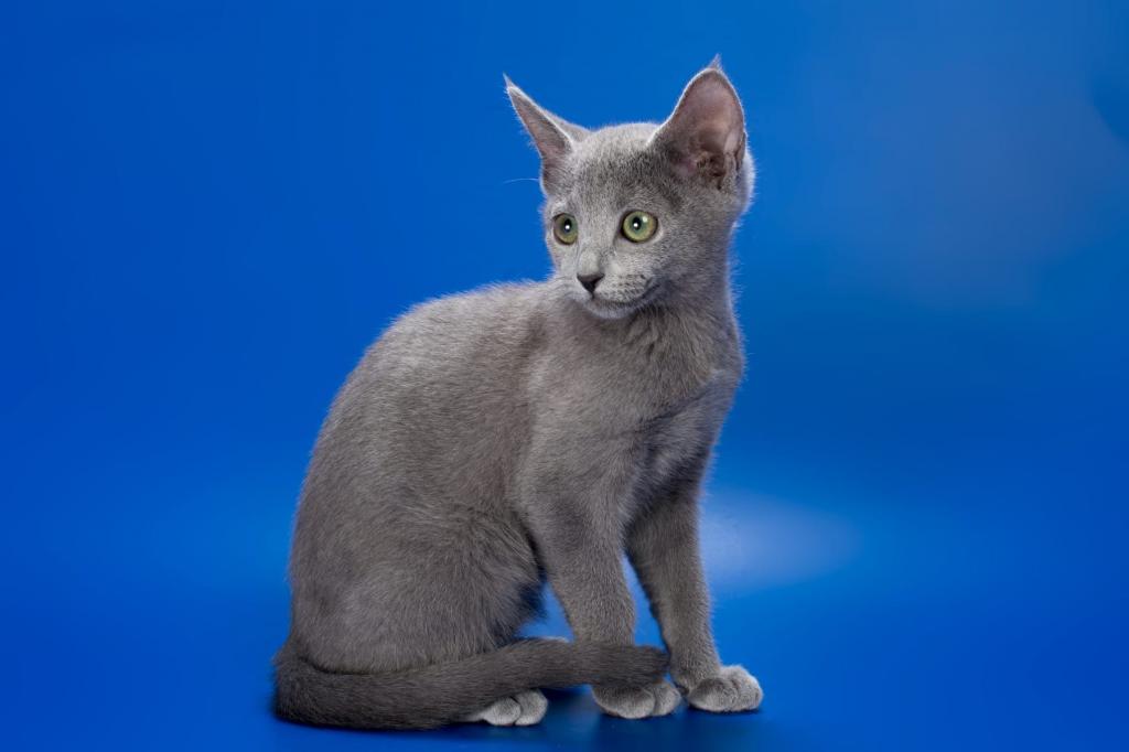 Russian Blue photo 2
