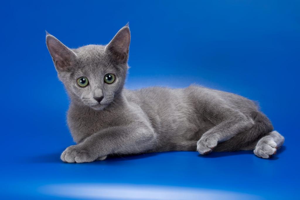 Russian Blue photo 4