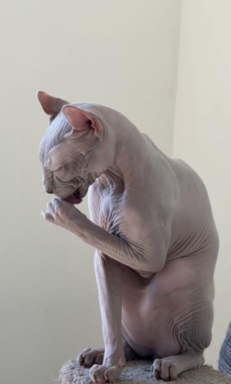 Elf Male Cat photo 3