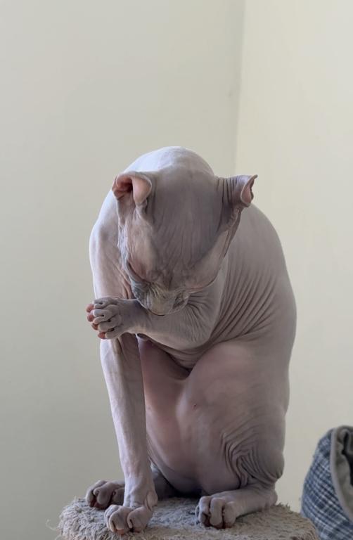 Elf Male Cat photo 4