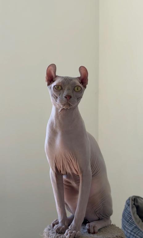 Elf Male Cat photo 2