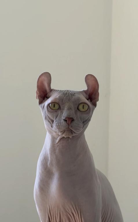 Elf Male Cat photo 5