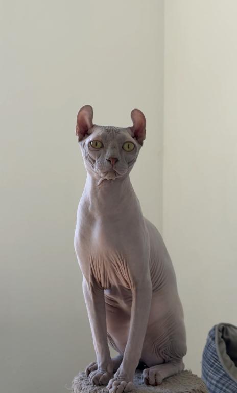 Elf Male Cat photo 1