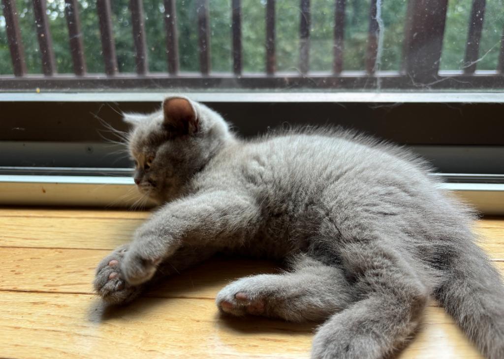 Cinnamon Playful Kittens photo 4